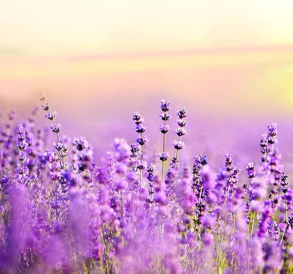 Lavendel Essentiële Olie 10ml - Rust & Harmonie
