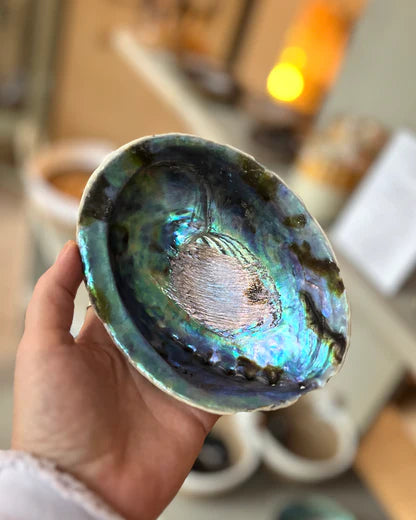 Abalone schelp, spiritueel & Ritueel (12-13cm)