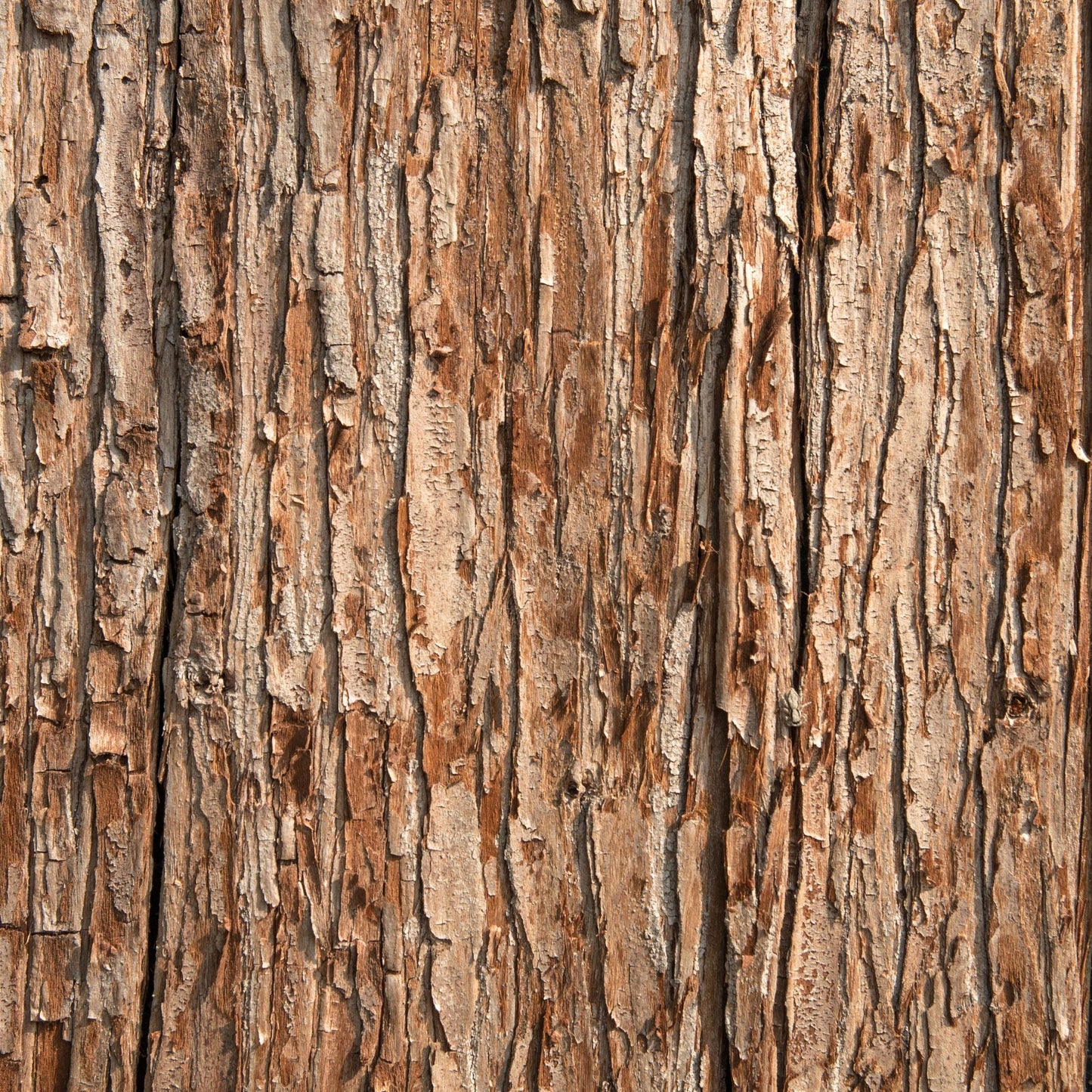 Cedarwood Essentiële Olie 10ml – Rust, Aarding & Innerlijke Balans