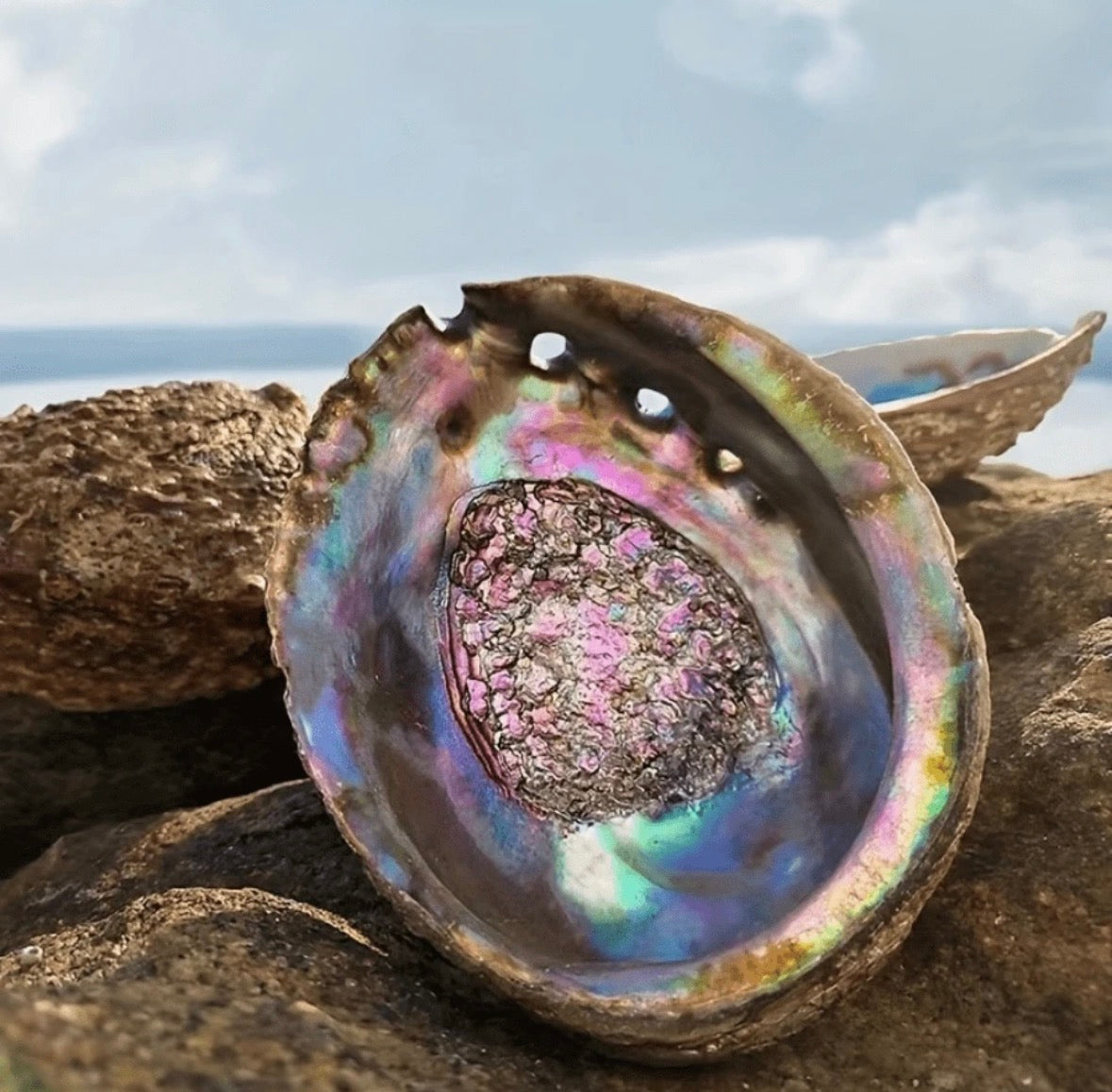 Abalone schelp, spiritueel & Ritueel (12-13cm)